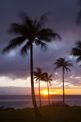 Obraz na płótnie Canvas Palm Tree Sunset At Napili Point, Maui