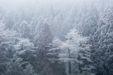 winter forest closeup