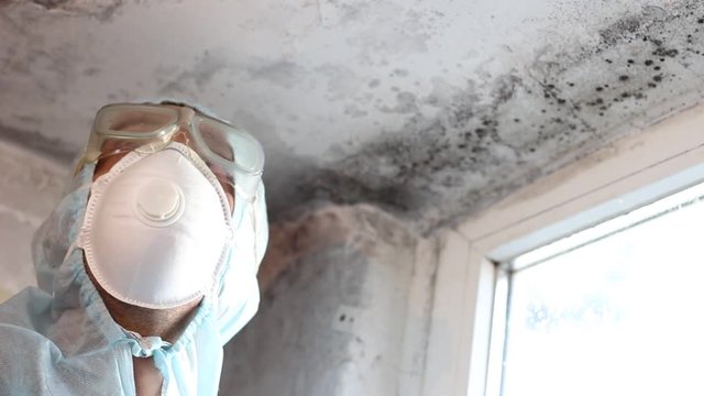 Professional inspect house for visible signs of mold. Mold inspection, mold testing, mold removal and remediation