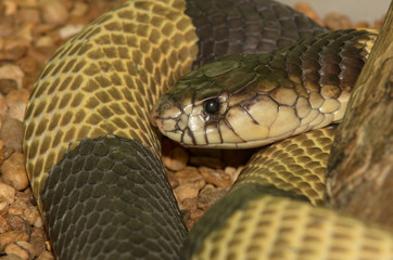 egyptian banded cobra close up head shot