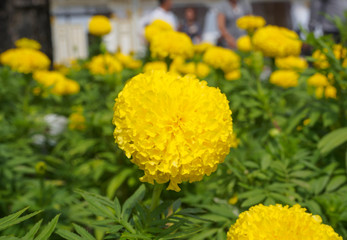 Marigold ro yellow flower garden