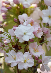 Cherry Blossom Twig - closeup