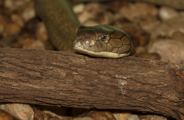 king cobra close up head shot
