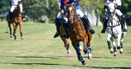Obraz na płótnie Canvas Horse Speed in Polo