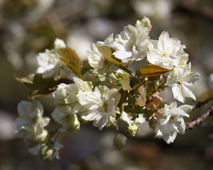 White Cherry Blossom Twig