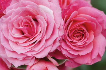 Pink roses on Valentine's Day