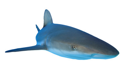 Shark isolated white background