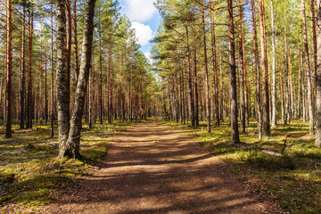 road in forest