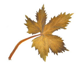 Herbarium pressed plant isolated on a white background