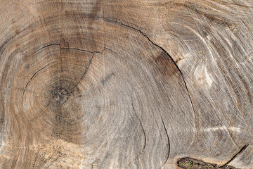 brown wood cross section texture background , hardwood timber wooden , teak wood surface, Old dirty pine tree texture. Cross section