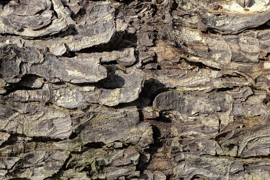 Real natural trunk bark texture