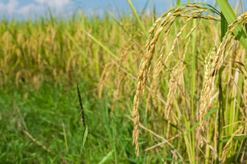 close up of rice field,rice field