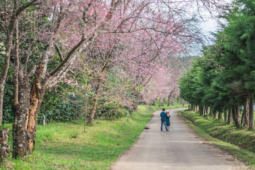 Cherry Blossom Pathway in ChiangMai, Thailand