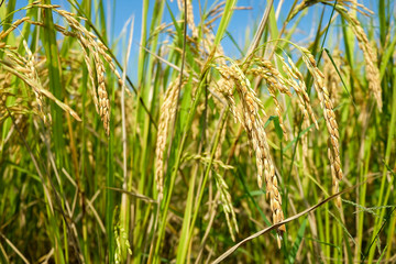 close up of rice field,rice field