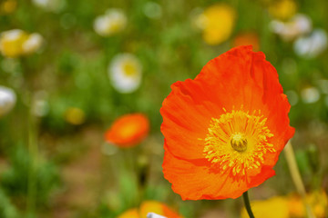 Fototapeta premium 花の接写