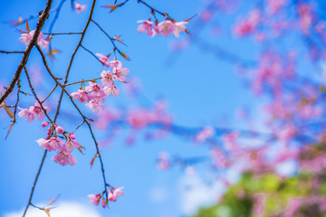 Beautiful cherry blossom sakura in spring time over blue sky.