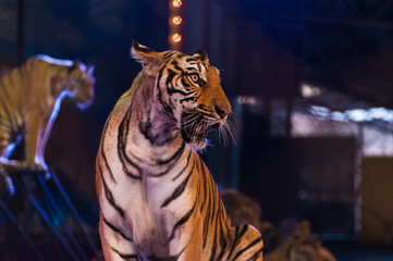 Obraz premium tygrysy na arenie cyrkowej