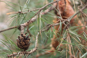 Single pinecone on pine branch with green needles closeup. Coniferous forest. Wild winter nature. Pine and cone background. Evergreen plant. Pine cone closeup.  