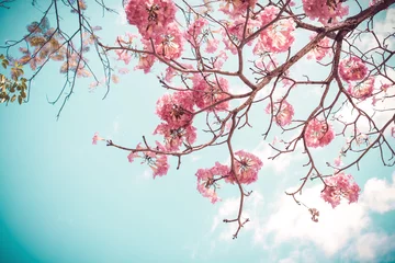 Fotobehang Beautiful sakura flower (cherry blossom) in spring. sakura tree flower on blue sky. vintage color tone © jakkapan