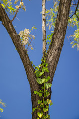 a touch of spring, view of a tree with green leaves and flowers.