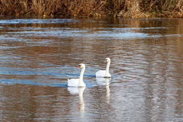 Couple of white swans on the water surface of the river