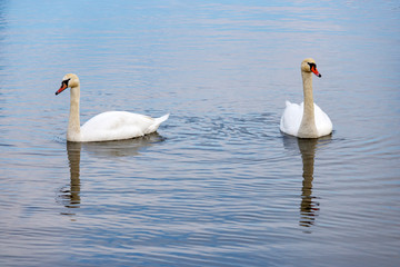 Obraz premium Couple of white swans on the water surface of the river