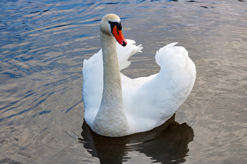 White swan with raised wings floating on the water surface of the river