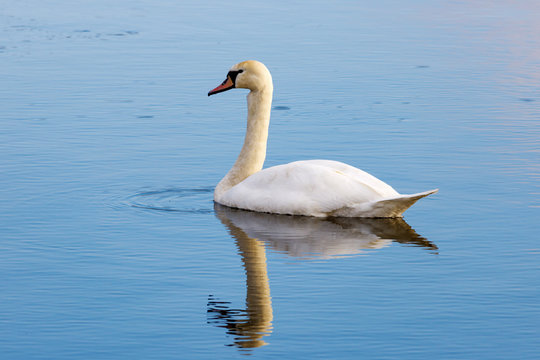 White swan floating on the water surface of the river