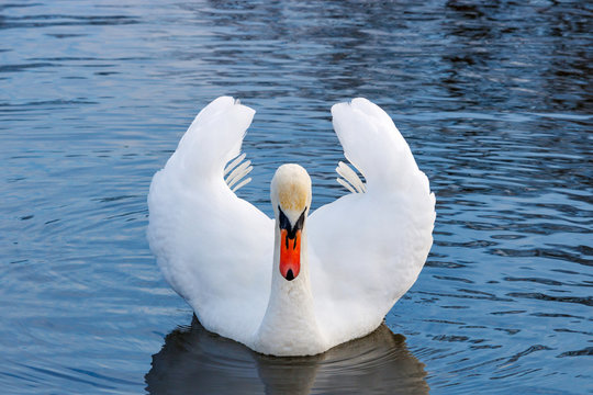 White swan with raised wings floating on the water surface of the river