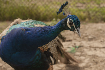 Peacock. Beautiful bird. Peahen.