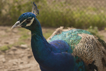 Peacock. Beautiful bird. Peahen.