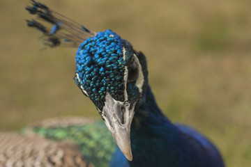 Peacock. Beautiful bird. Peahen.