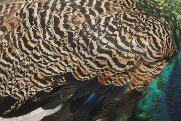 Peacock. Beautiful bird. Peahen.