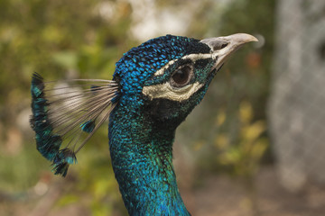 Peacock. Beautiful bird. Peahen.