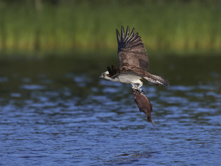 Osprey (Pandion haliaetus)