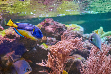 Blue and yellow Paracanthurus hepatus near coral reef