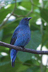 Asian fairy-bluebird (Irena puella)