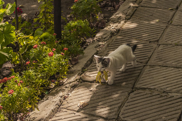 The world of cats. A kitten and a lizard. The kitten is a predator. The young hunter.