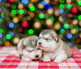 Fototapeta na wymiar Two sleeping puppies on a background of the Christmas tree. Space for text