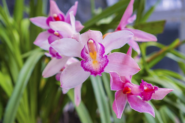 Naklejka premium White Orchids Vanda in the orchids Farm on green background.