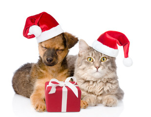 Cat and dog with santa hats and gift box. isolated on white background
