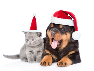 portrait of a scottish kitten and rottweiler puppy in red christmas hats. Isolated on white background