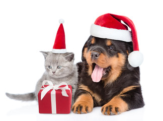 Kitten and rottweiler puppy in red christmas hats with gift box. Isolated on white background
