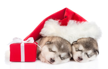 Fototapeta na wymiar Two sleeping alaskan malamute puppies in red santa hats with gift box. isolated on white background