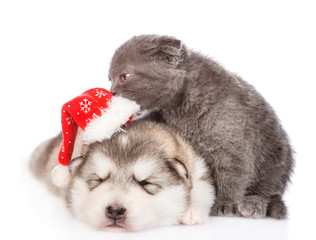 Fototapeta na wymiar playful kitten removes a Christmas hat from a sleeping puppy