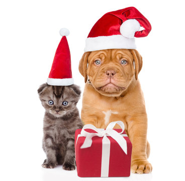 puppy and small kitten in red santa hats sitting together with gift box. isolated on white background