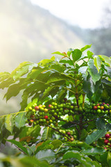 Fototapeta na wymiar Coffee beans ripening on tree in North of Sumatra island,Indonesia