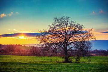 Fototapeta na wymiar Lonely tree on a green field in the sunset winter time