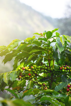 Coffee beans ripening on tree in North of Sumatra island,Indonesia