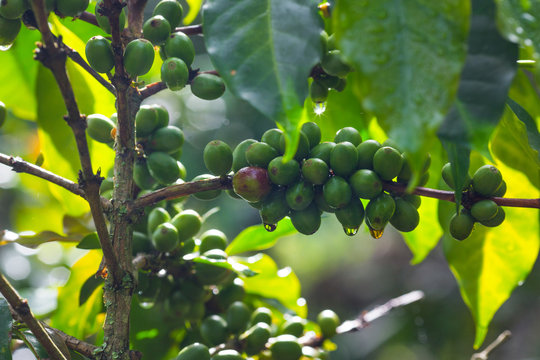 Coffee beans ripening on tree in North of Sumatra island,Indonesia